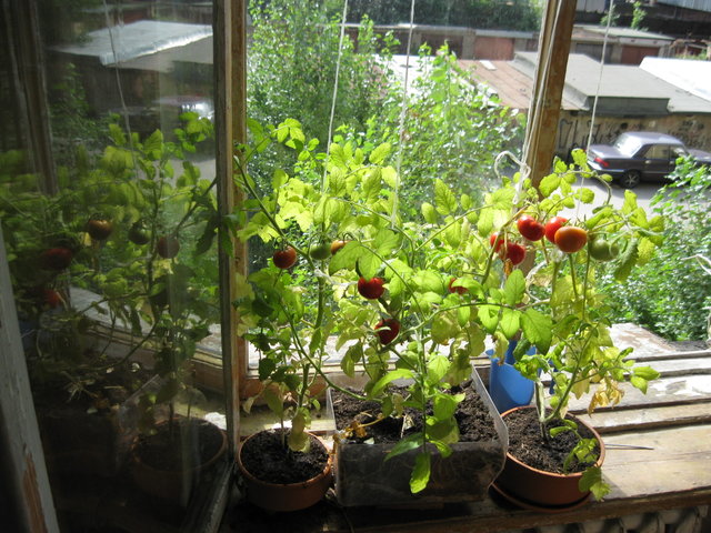 Урожай зимой: как вырастить томаты в квартире