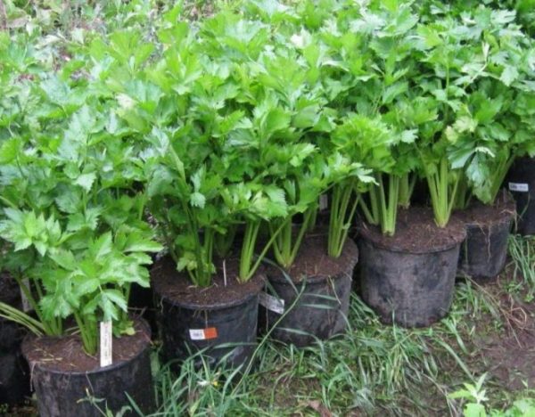 Выращивание листового сельдерея – особенности посадки и ухода