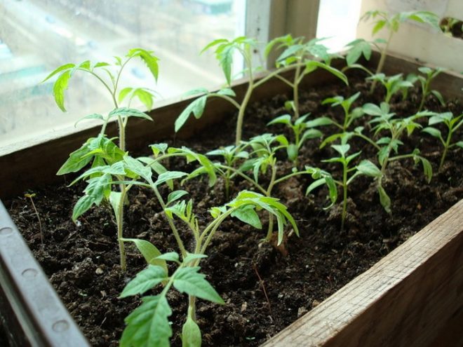 Урожай зимой: как вырастить томаты в квартире