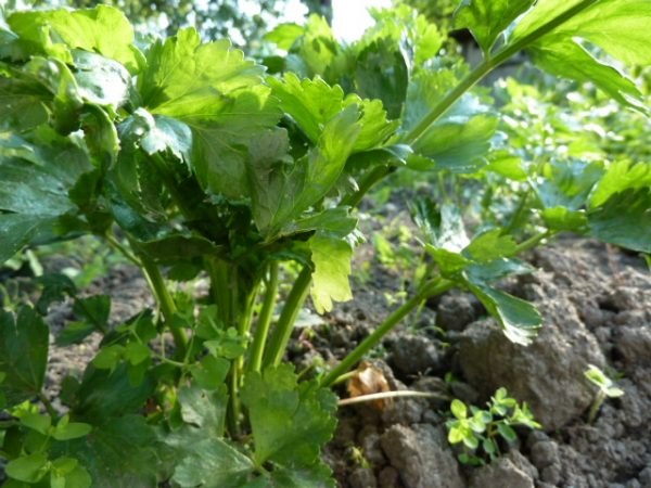 Выращивание листового сельдерея – особенности посадки и ухода