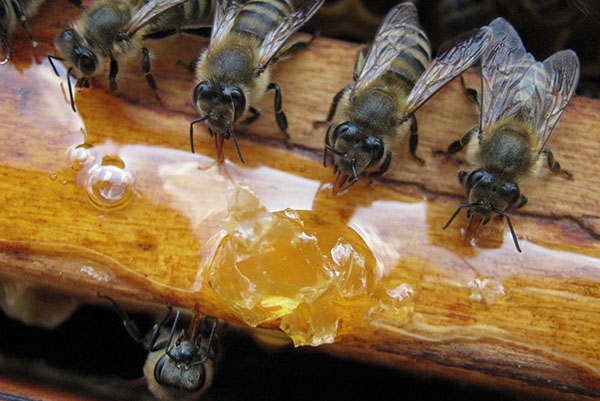 Подкормка пчел на пасеке в начале весны