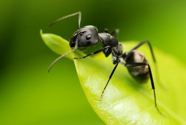 Как бороться с муравьями в саду