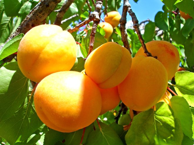 Правильная посадка и выращивание абрикоса из косточки