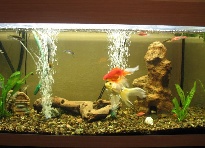 Чистим аквариум с рыбками своими руками правильно