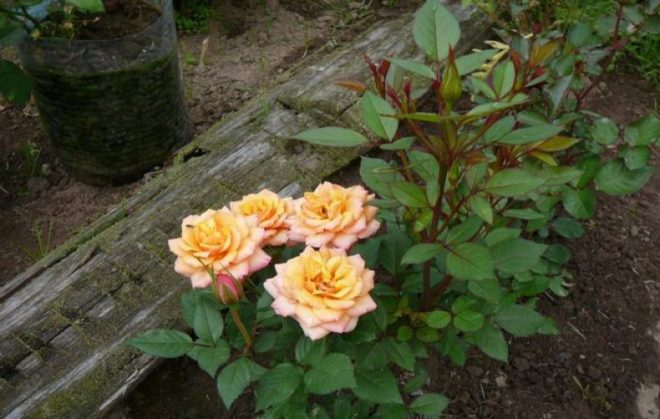 Правильная посадка розы Кордана микс для получения хорошего цветения