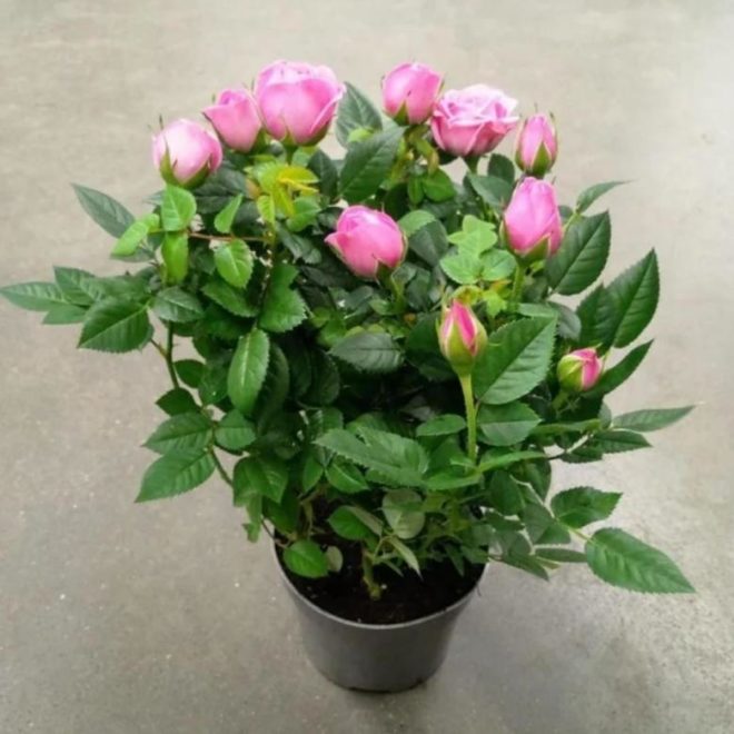 Правильная посадка розы Кордана микс для получения хорошего цветения