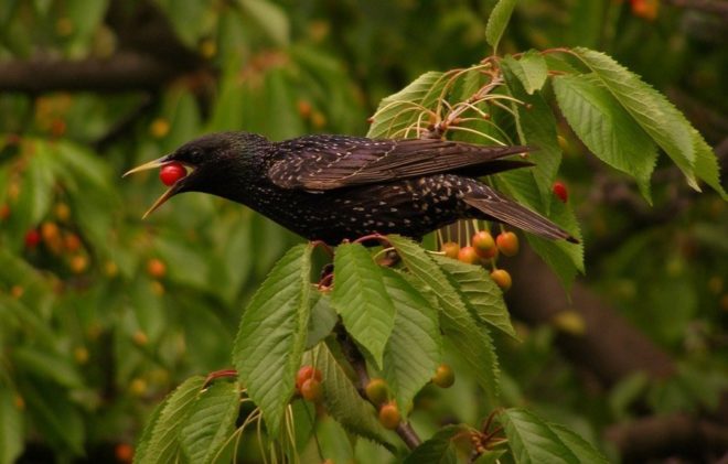 Пять эффективных способов отпугивания птиц от урожая