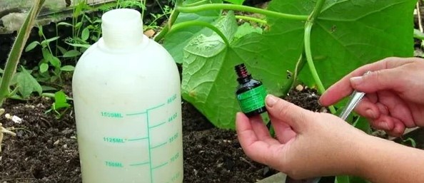 Можно ли использовать йод в саду и огороде