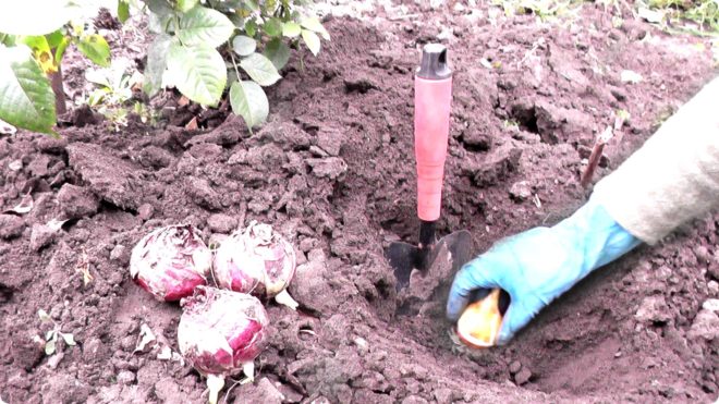 Правила осенней посадки тюльпанов — секреты экспертов Сад и огород,посадка в грунт,тюльпаны,цветы