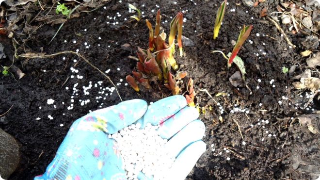 Правила осенней посадки тюльпанов — секреты экспертов Сад и огород,посадка в грунт,тюльпаны,цветы