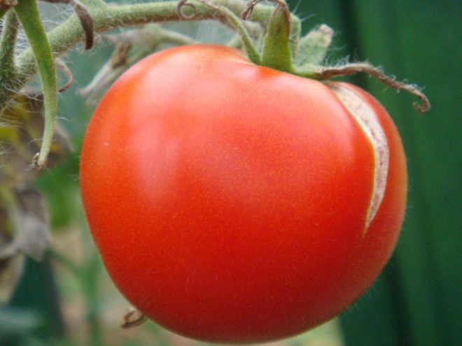 Когда прекращают поливать помидоры в теплице - советы и хитрости