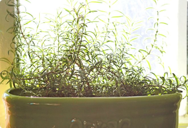 Выращивание розмарина дома на подоконнике – основные правила посадки и ухода