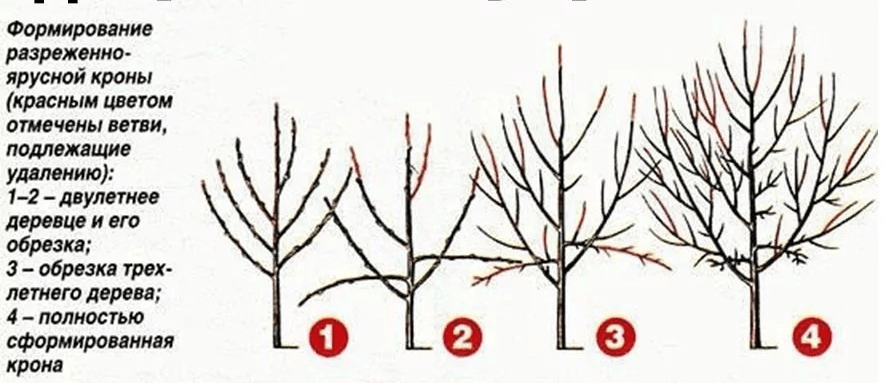 Как правильно обрезать вишню осенью Сад и огород,вишня,обрезка