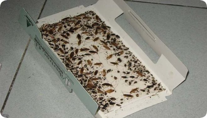 Изготавливаем простые и эффективные ловушки для тараканов самостоятельно