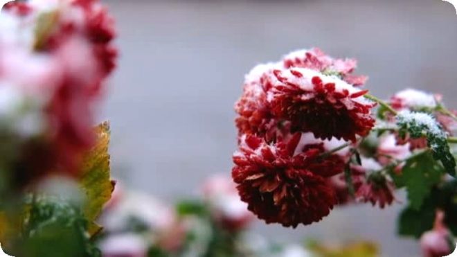 Хризантемы ? как сохранить зимой