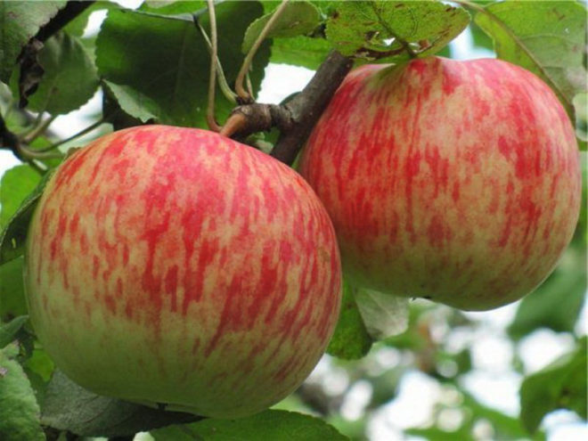 Самые лучшие осенние сорта яблонь ? фото с описанием