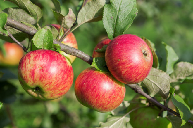 Яблони с мелкими плодами сорта с фото