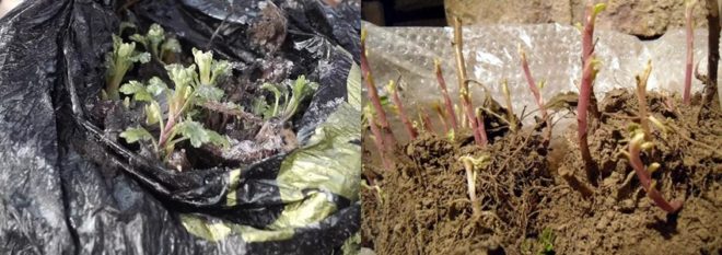 Как хранить хризантемы зимой ? проверенные способы