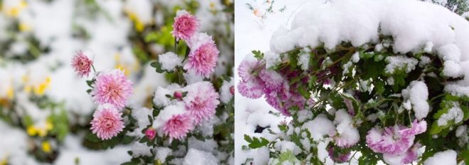 Как хранить хризантемы зимой ? проверенные способы