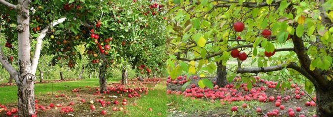 Как и чем подкормить плодовые деревья осенью, чтобы был урожай
