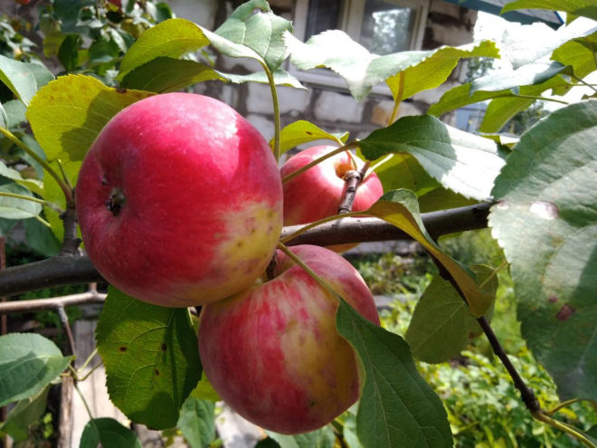 Самые лучшие осенние сорта яблонь ? фото с описанием