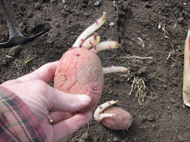 Как сажать картофель весной, чтобы был хороший урожай