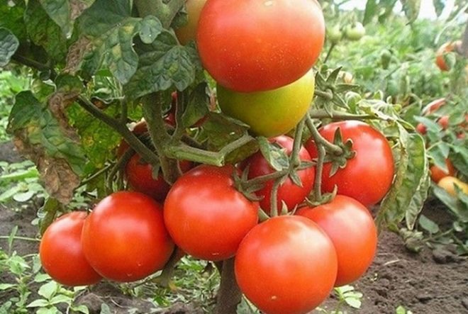 Новинки сортов Томатов в 2020 Сад и огород,новые сорта томатов 2020,сад и огород,томаты