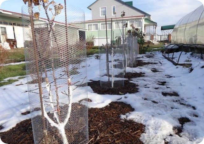 Как спасти сад от морозов ? полезные советы