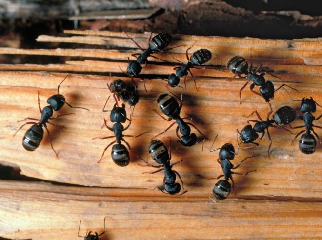 Как вывести муравьев из бани раз и навсегда