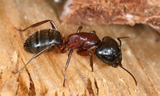 Как вывести муравьев из бани раз и навсегда