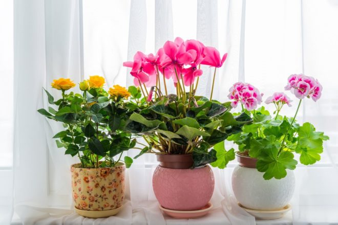Когда пересаживать комнатные растения в феврале 2020 - самые благоприятные дни