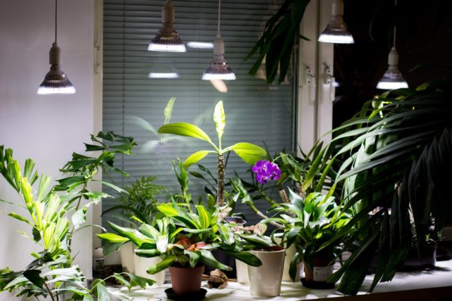 Когда пересаживать комнатные растения в феврале 2020 - самые благоприятные дни