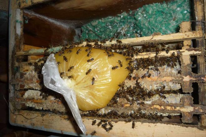 Как сделать канди для пчел зимой