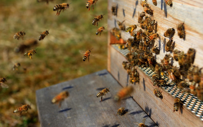 Как сделать канди для пчел зимой