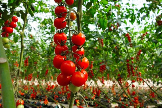 Самые урожайные сорта томатов
