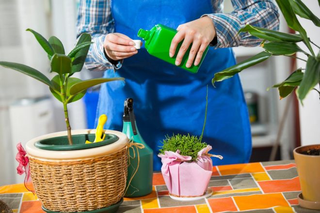 Когда пересаживать комнатные растения в апреле 2020 ? самые благоприятные дни
