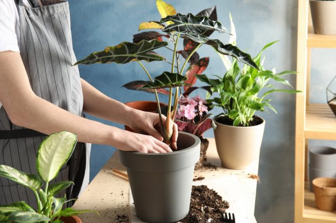 Когда пересаживать комнатные растения в апреле 2020 ? самые благоприятные дни