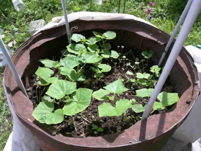 Как посадить огурцы в бочке на даче