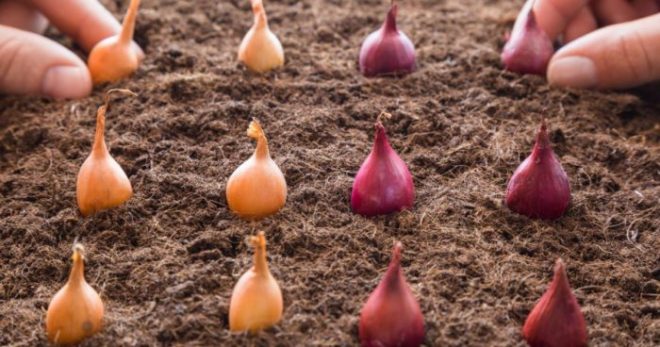 Как посадить Лук-севок в открытый грунт