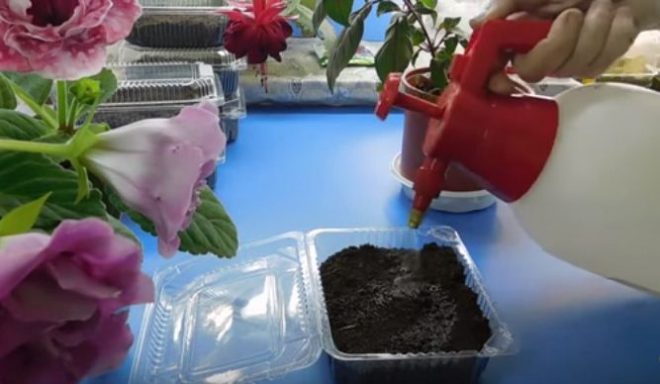 Как вырастить шток-розу из семян