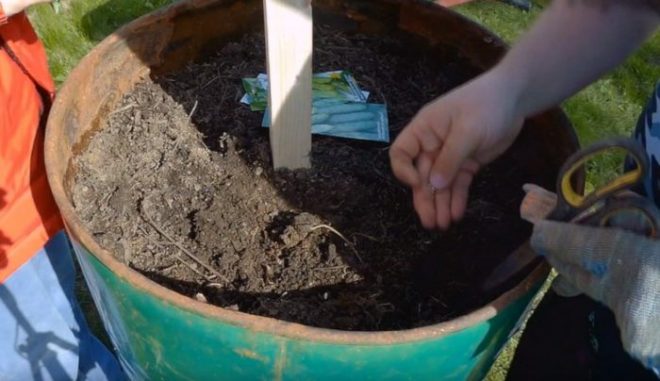 Как посадить огурцы в бочке на даче