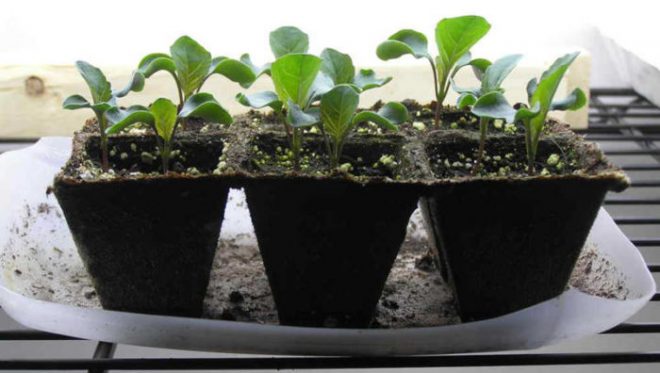 Секреты выращивания цветной капусты