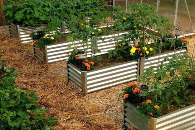 Как сделать дизайн огорода с грядками на даче