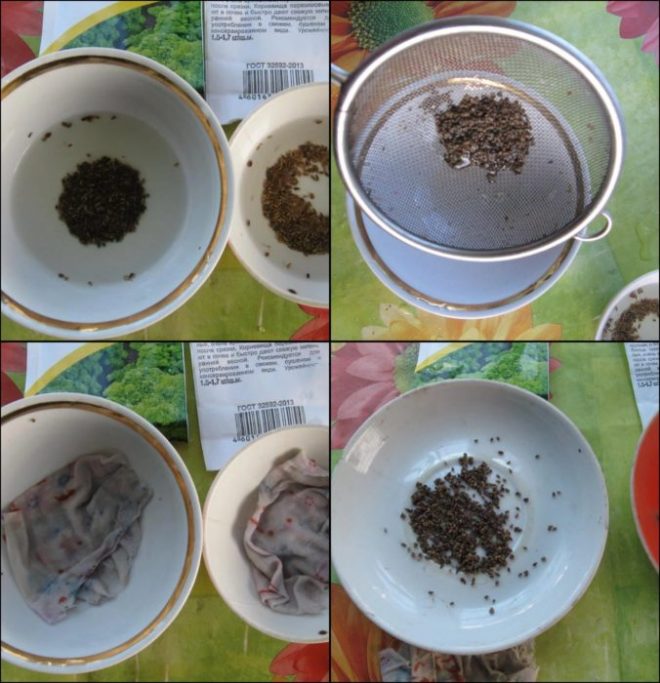 Как посадить петрушку семенами в грунт