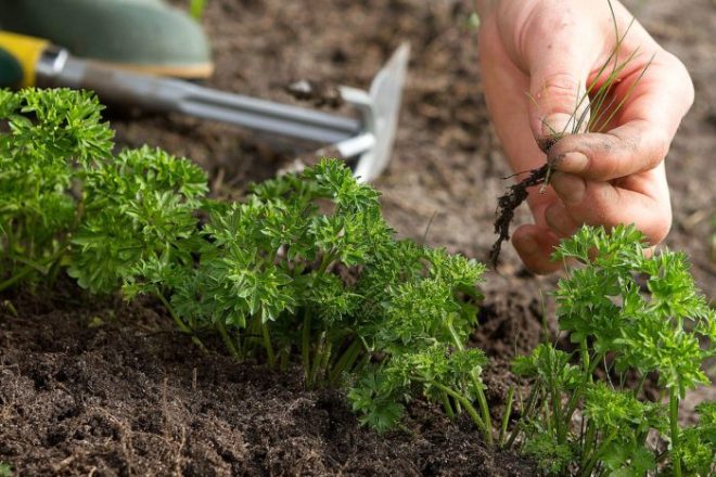 Как посадить петрушку семенами в грунт