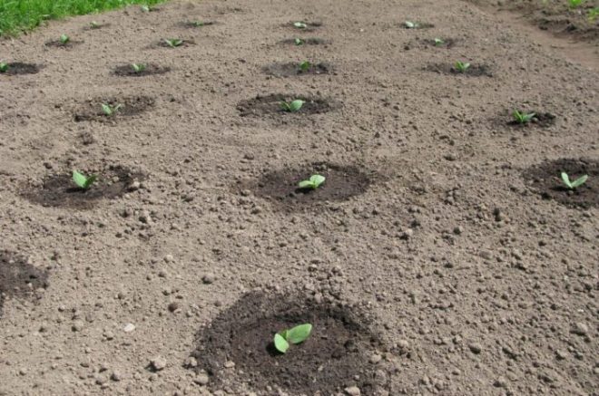 Как посадить кабачки семенами