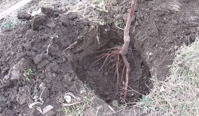 Как посадить черешню саженцами в грунт