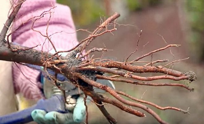 Как посадить черешню саженцами в грунт