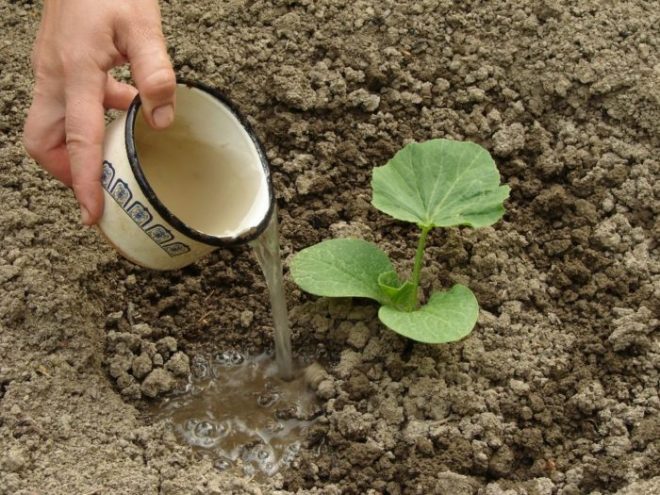 Как посадить кабачки семенами