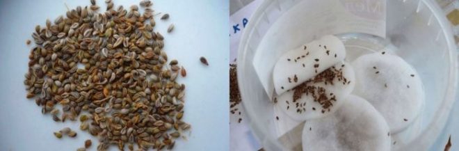 Семена сельдерея фото как выглядят